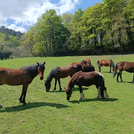 Appartement Casa Grande De Covas-apartamentos Turisticos