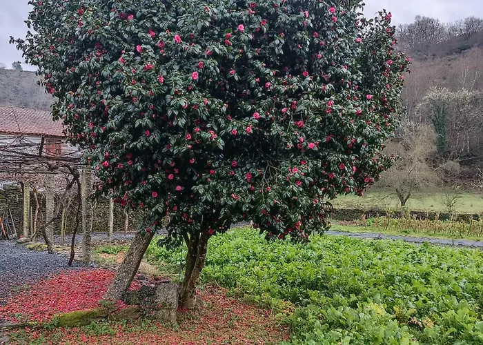 Casa Grande De Covas-Apartamentos Boutique En La Ribeira Sacra *